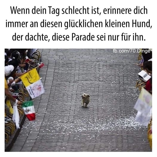 Wenn dein Tag schlecht ist, erinnere dich immer an diesen glücklichen kleinen Hund, der dachte, diese Parade sei nur für ihn.