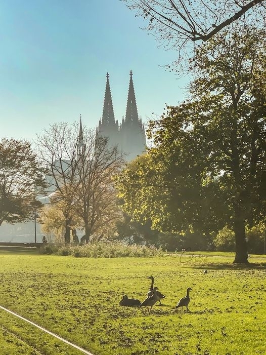 Herbstliche 🍂 Ruhe im Kölner Rheinpark 